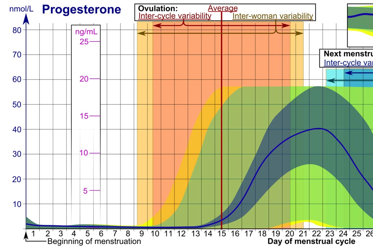 Ovulation Predictor &amp; Calendar